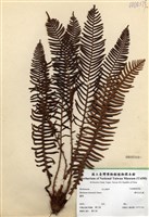 藏品(韓氏烏毛蕨)的圖片